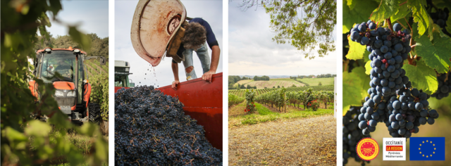 lareinedesamismots-vins-madiran